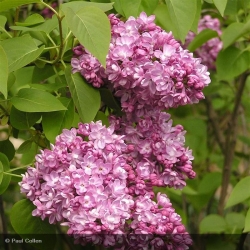 Lilas Belle de Nancy