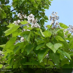 Catalpa