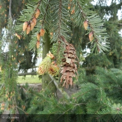 Sapin de Douglas