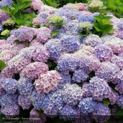 Hortensia