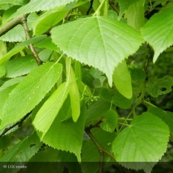 Tilleul à grandes feuilles